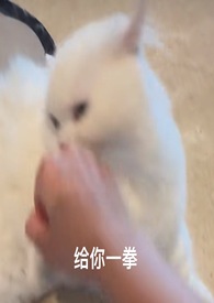 喵喵麻将